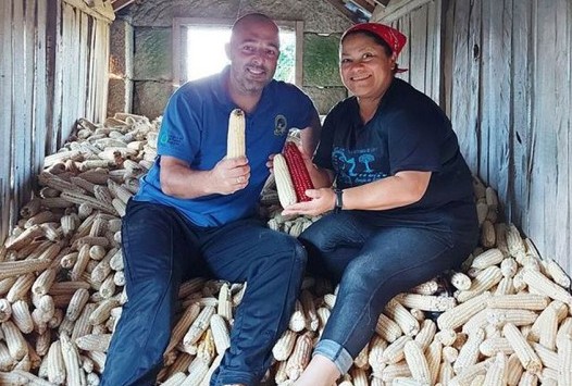 Fabricación de harina de maíz en Galicia al estilo de Mayas y Aztecas